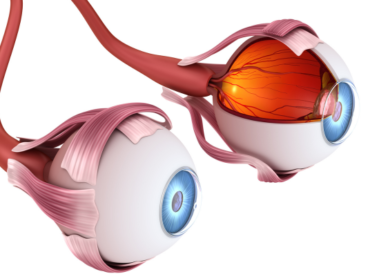 ilustração de estrutura ocular